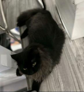 Wunderschöne  britische perser mix Katze  männlich