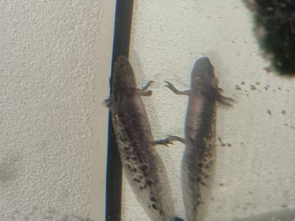 Axolotl abzugeben 