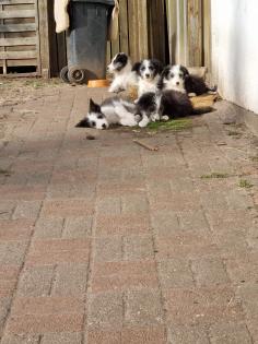 Bobtail-Collie mix Welpen