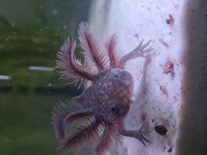 Axolotl Nachzuchten