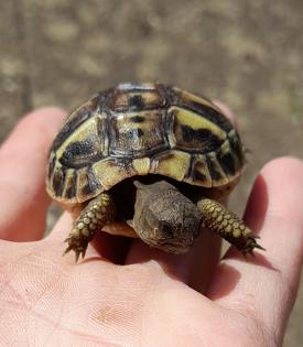 Testudo hermanni boettgeri NZ 2024 mit Cites