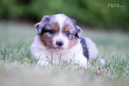 Australian Shepherd Welpen 