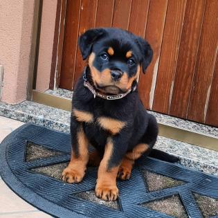 Reinrassige Rottweiler Welpen