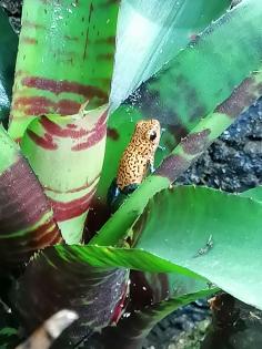 Oophaga pumilio cristobal 