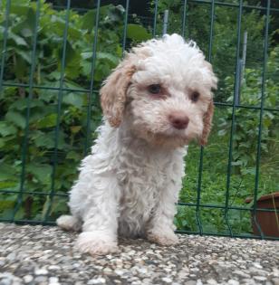 Lagotto Romagnolo