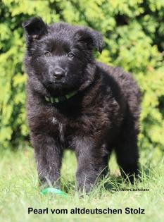 Altdeutsche Schäferhund Welpen 