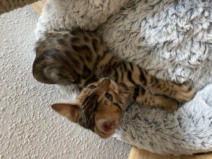 Bengalkitten abgabebereit 