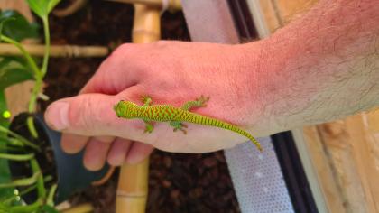 NZ 0,0,5 Phelsuma Grandis / Großer Madagaskar Taggecko abzugeben