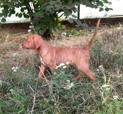 Catahoula Welpen 