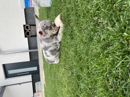 Reinrassige französische Bulldoggen Welpen 