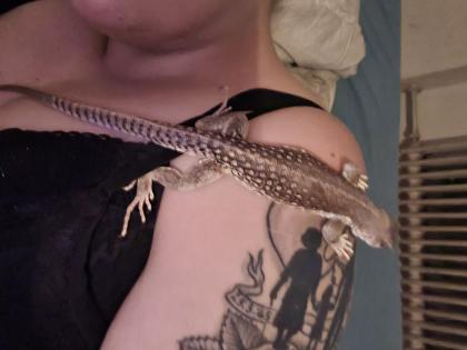 Suche Weibliche n Wüstenleguan egal ob alt oder jung 