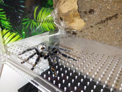 0.1 Psalmopoeus Irminia Subadult 5cm KL