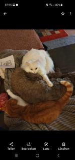 Zwei liebenswerte Katzen 