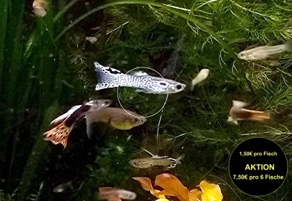 Guppy Mixe, AKTION!, 7,50€/ 6 Stck. (Versand/ Abholung)