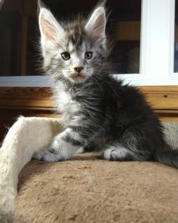 Reinrassige Main Coon Kitten abzugeben ❤️❤️❤&