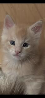 Maine Coon in Creme Silber