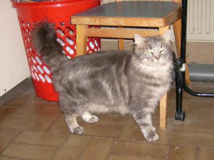 Maine Coon Dame geb 17.03.03