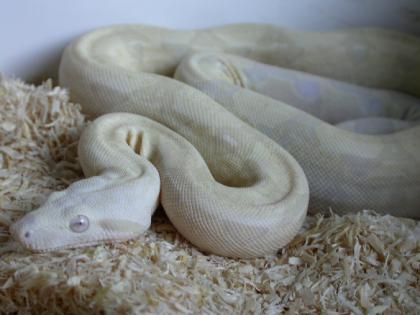 SNOW BOA