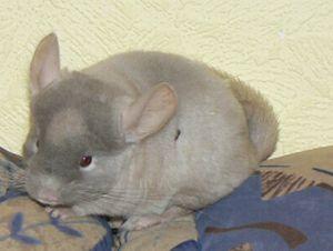 Chinchillas