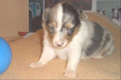 Sheltiewelpe Hündin Blue-merle