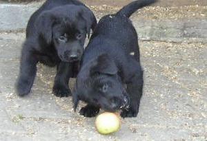 Labrador reinrassig Welpen