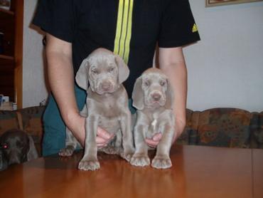 Weimaraner