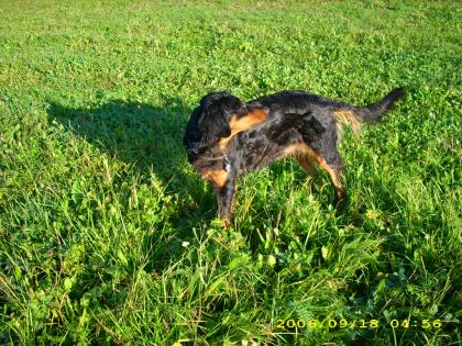 Eine Seele von Hund