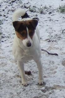 Parson Jack Russell Terrier Hündin 2 Jahre