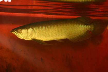 L-Welse und asiatische Arowana