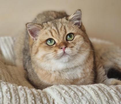 Bkh britisch kurzhaar Kater 6 Monate alt