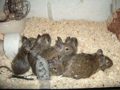 Junge Degus abzugeben