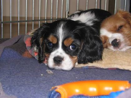 Cavalier King Charles Spaniel