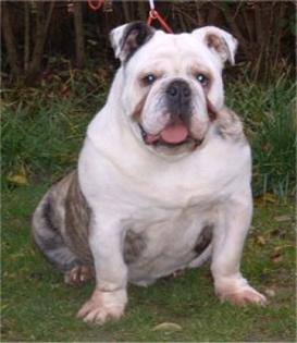 Englische Bulldogge Rüde