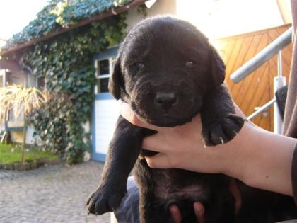 Familiehund! Labrador - Welpen schwarz in liebevolle Hände abzugeben...