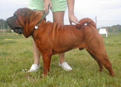 Shar-pei mahagony deckenrüde - imp.Finland