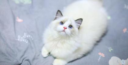 Fluffy Ragdoll kittens