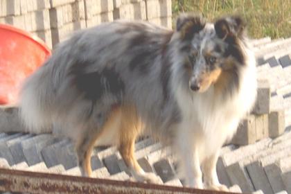 Blue-merle Sheltierüde