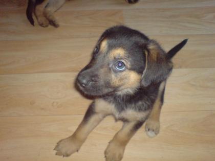 Schäferhund-labradorwelpen