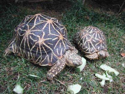 STERNSCHILDKROTEN  NACHZUCHT2021 AB ZU GEBEN