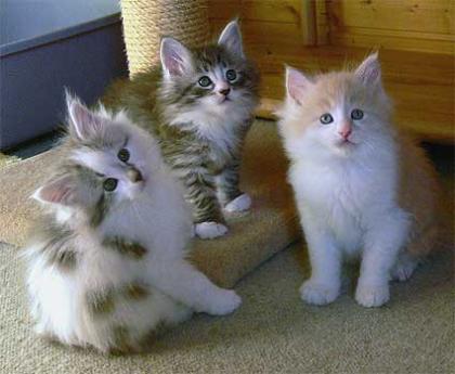 Knuffige Maine Coon Babies