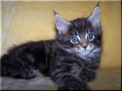 Traumhaftes Maine Coon Katerchen