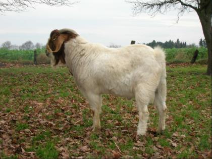 Burenziegenbock (Herdbuchtier) zu verkaufen oder tauschen