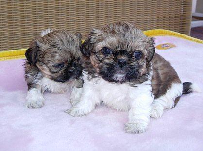 Shih Tzu mit Papieren