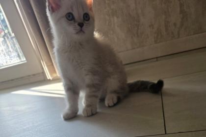 BKH Kitten Abgabebereit
