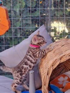 Schöne Bengal Kitten