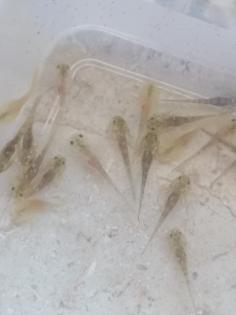 Axolotl babys (zum reservieren)