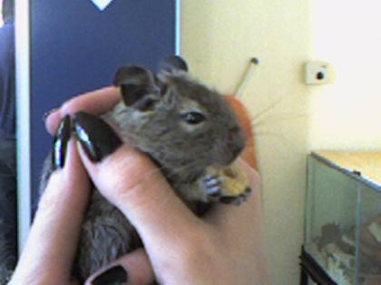 Zwei süße Degubabys handzahm