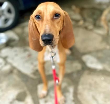 Maila sucht ein passendes Zuhause
