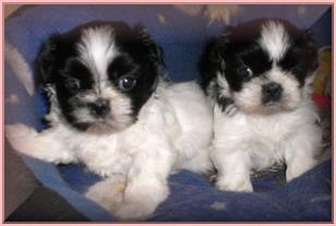 Shih Tzu welpen