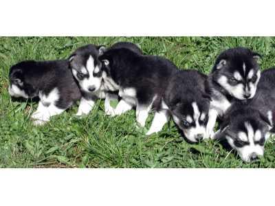 Husky Siberian Welpen Reinrasse